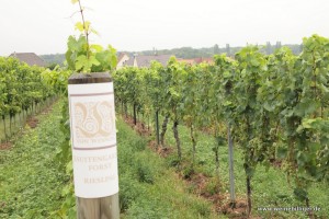 Weinlage Jesuitengarten in Forst