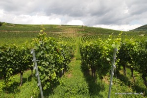 Weinreben am Kaiserstuhl