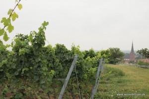 Weinlage Kalkofen in Deidesheim