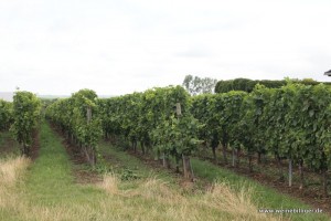 Weinlage in Rheinhessen