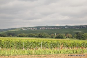 Weinreben in Rheinhessen