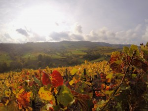 Weinhänge in Beaujolais