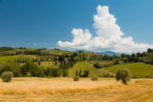 Weinberge in der Toskana