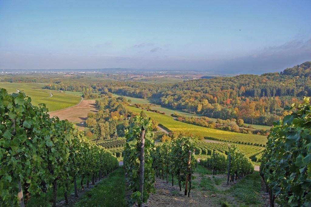 Trollinger Weinweinebilliger.de weinebilliger.de